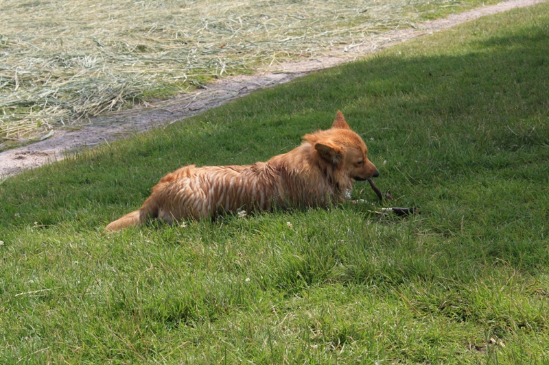 Teefje
